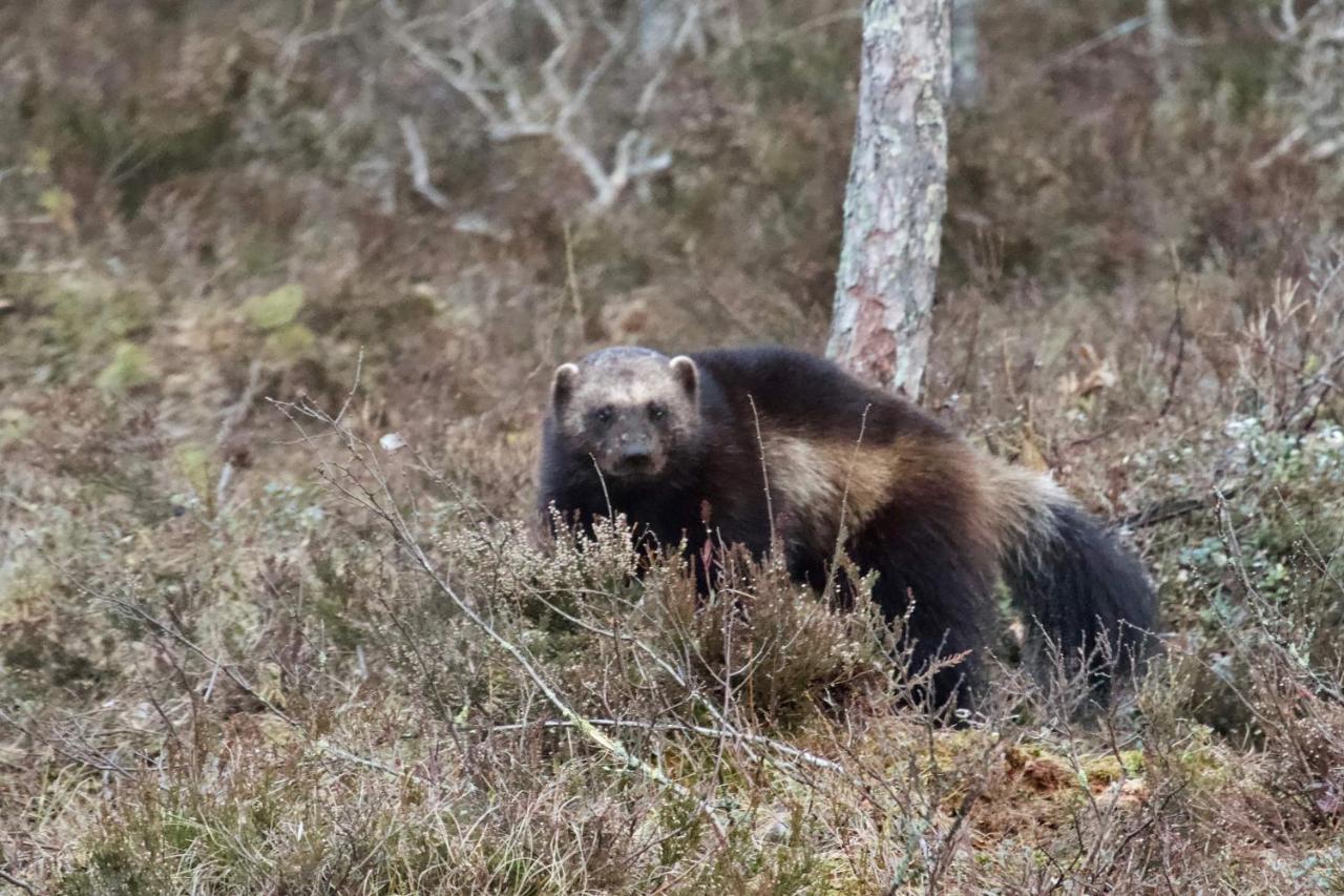 B&B Camp Aengra Lassekrog Zewnętrze zdjęcie